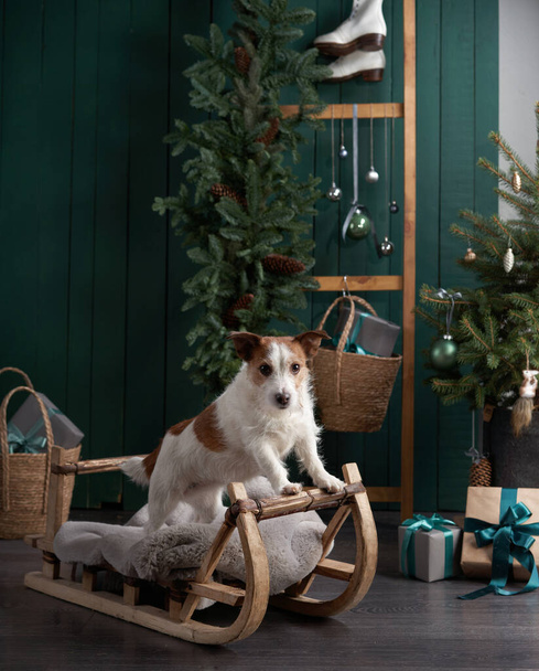 christmas dog. jack russell in a festive home interior. holidays with a pet - Foto, imagen
