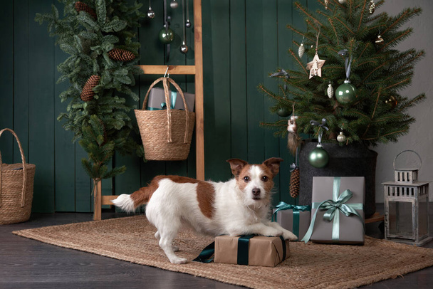 christmas dog. jack russell in a festive home interior. holidays with a pet - 写真・画像