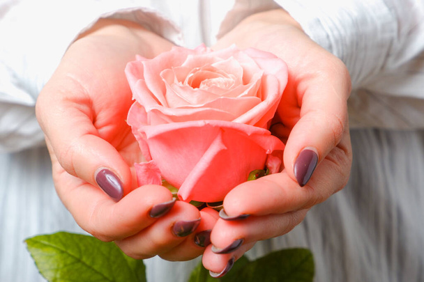 Жінка в білій сорочці тримає ніжну рожеву квітку троянди в руках. Крупним планом вид на квітку
. - Фото, зображення