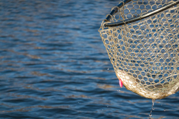 Vissen. Forel vissen op het meer - Foto, afbeelding