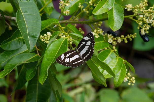 Бабочка, поедающая нектар из длинных цветов (Dimocarpus longan) и помогающая опылению и оплодотворению - Фото, изображение
