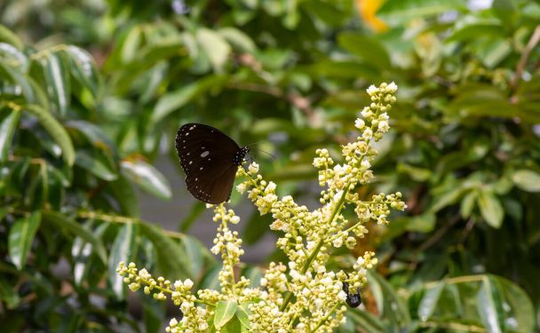 長い花から蜜を食べる蝶(ディモカルス竜眼)と受粉と受精を助ける - 写真・画像