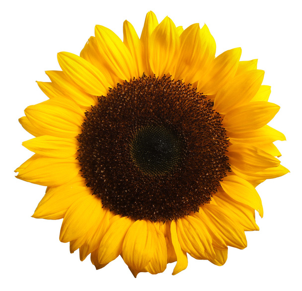 цвітіння соняшнику ізольоване на білому
 - Фото, зображення