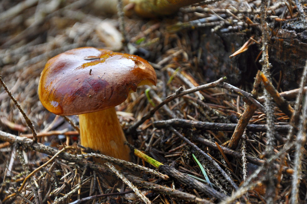 Sieni metsässä
 - Valokuva, kuva