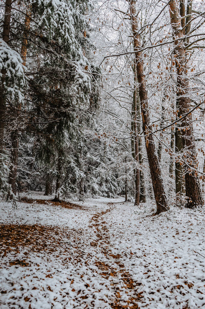 Trail in forest with snow and red autumnal leaves.First snow in December.Beautiful silence morning,tranquility,nobody.Snow covered trees.Magical winter landscape.Path between snowy fir and beech trees - Foto, immagini