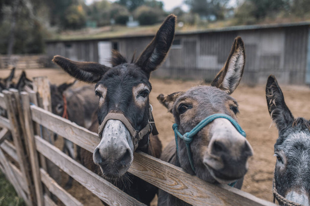 Donkeys in the cattle-pen at the organic farm - 写真・画像