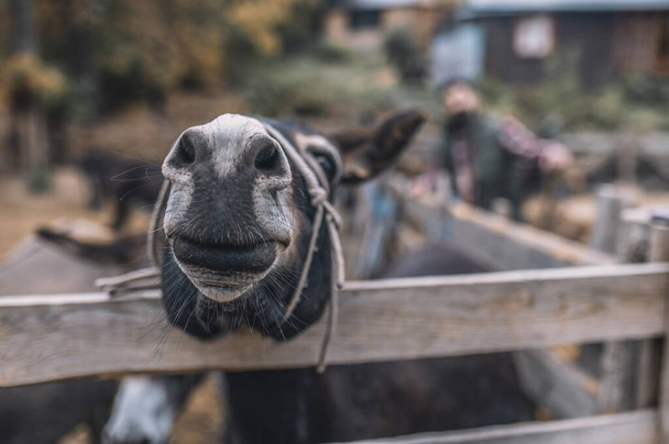 Donkeys in the cattle-pen at the organic farm - Fotoğraf, Görsel