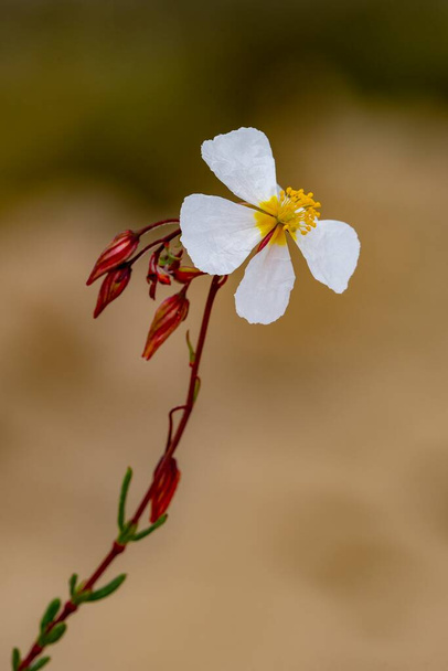 Helianthemum violaceum Pau, Kistaceae familyasına ait beyaz çiçekli bir türdür. Beyaz çiçekler. - Fotoğraf, Görsel