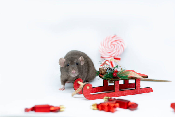 A beige rat on a gray background with a red sleigh. The concept of the new year, Christmas - Photo, image