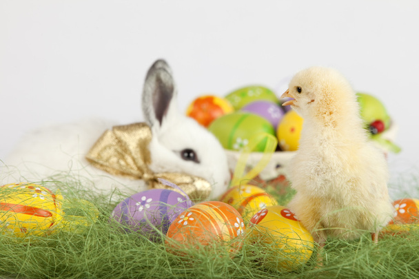 Cute baby chichen looking at Easter bunny and a basket full of p - Foto, immagini