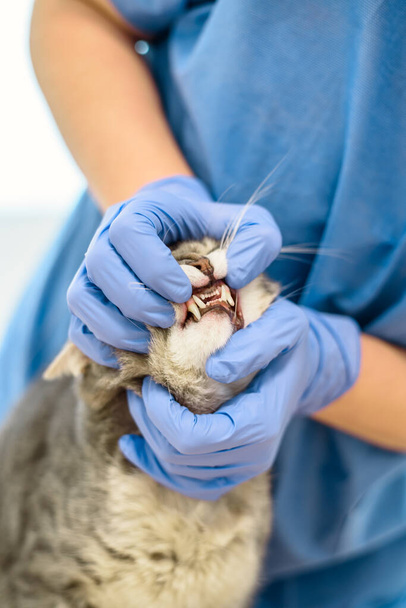 Veterinarian doctor is examining the teeth of a cat - Φωτογραφία, εικόνα