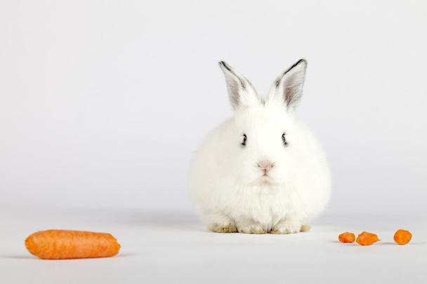 White bunny looking at camera with carrots next to him - 写真・画像