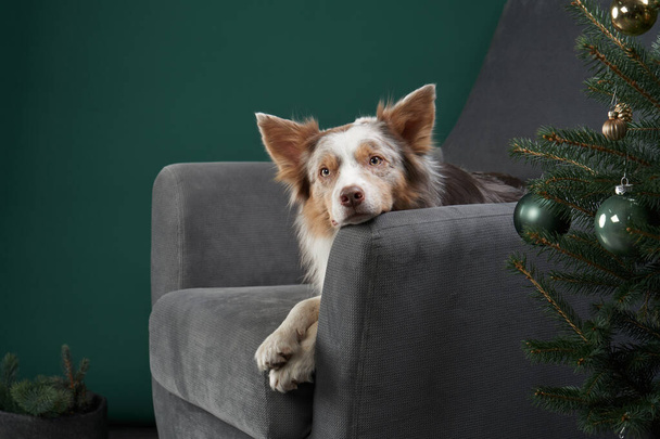 A dog on a chair next to a Christmas tree. New Years atmosphere. Holiday border collie  - Φωτογραφία, εικόνα