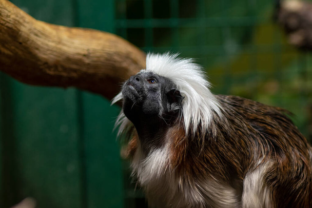Zbliżenie portret tamaryny bawełnianej (Saguinus Edyp). Tamaryna bawełniana to mała małpa z Nowego Świata o wadze poniżej 0,5 kg (1,1 funta).). - Zdjęcie, obraz