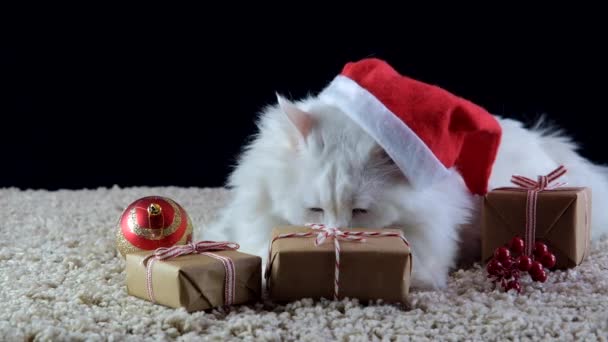 Un gatto bianco con un cappello di Natale aspetta il nuovo anno. - Filmati, video