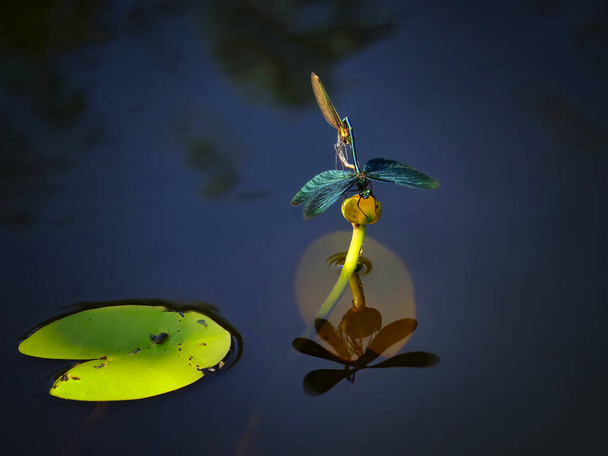 A Beautiful Demoiselle (Calopteryx virgo) couple performing the most important task of their lives. - Photo, Image