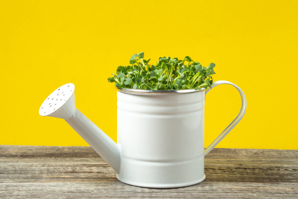 Microgreen in a watering can on a wooden table on a yellow background. The concept of healthy eating, vegetarian food. - Foto, immagini