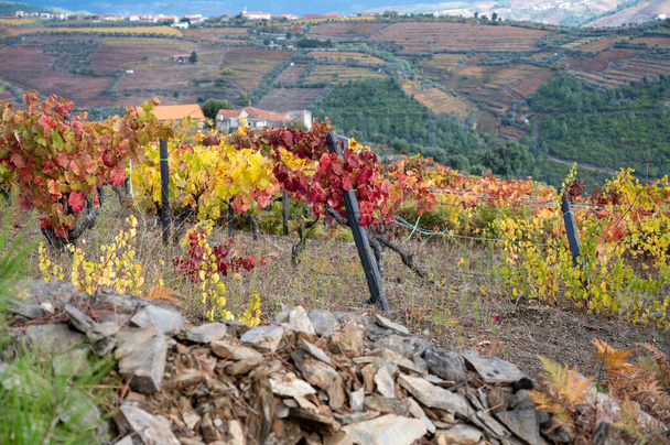 Najstarszy region winiarski na świecie Dolina Douro w Portugalii, kolorowe bardzo stare winorośle rosnące jesienią na tarasowych winnicach, produkcja wina czerwonego, białego i portowego. - Zdjęcie, obraz