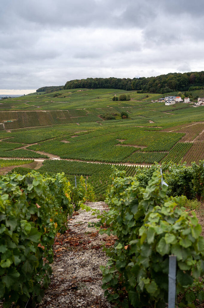 Krajobraz z zielonymi winnicami Grand Cru w pobliżu Epernay, region Szampan, Francja w jesienny deszczowy dzień. Uprawa winogron z białego wina z Chardonnay na kredowych glebach Cote des Blancs. - Zdjęcie, obraz