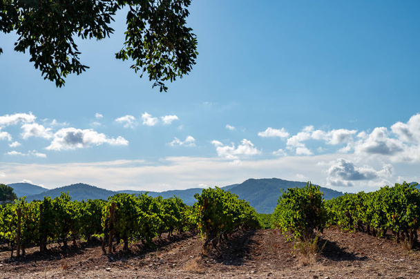 Ряды спелых сортов винограда сира на виноградниках в Котес-де-Провансе, область Прованс, юг Франции, готовые к сбору урожая, виноделие во Франции - Фото, изображение