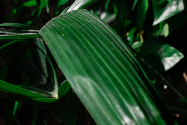 close up details of bright green leaf of indoor house plant garden. - Foto, imagen