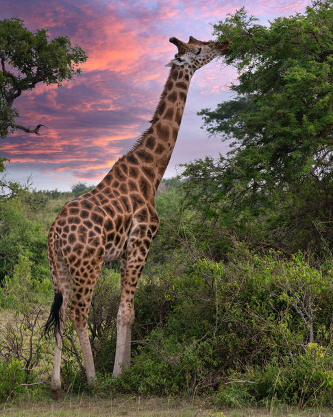 Baringo Giraffe (Giraffa camelopardalis), Murchison Falls National Park, Uganda - Photo, Image