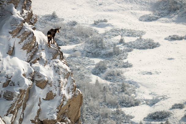 タトラシャモア登山岩の山の雪で覆われ、下を見下ろす - 写真・画像