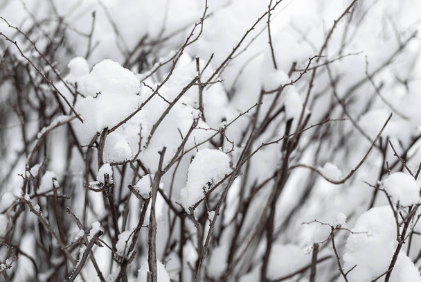 Branches in snow, winter weather background - Zdjęcie, obraz