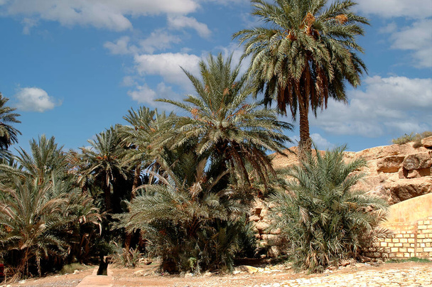 Palmeraie de tafilalet au Maroc - Photo, image