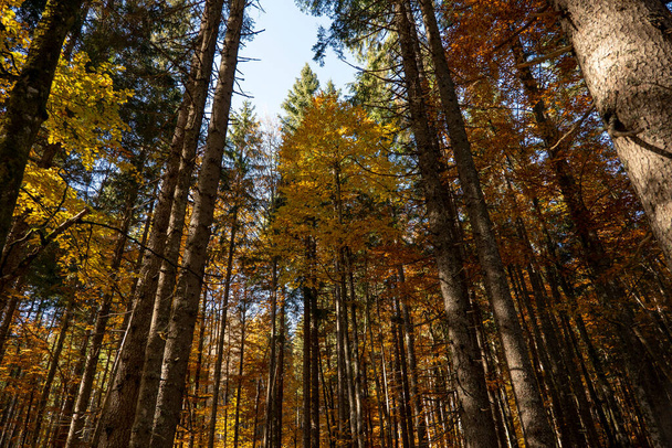 μεγάλα δέντρα στο φως του ήλιου το φθινόπωρο δάσος - Φωτογραφία, εικόνα