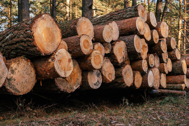 Zagen van dennenbomen, gestapeld in stapels tegen de achtergrond van bos, houthakken voor productie - Foto, afbeelding