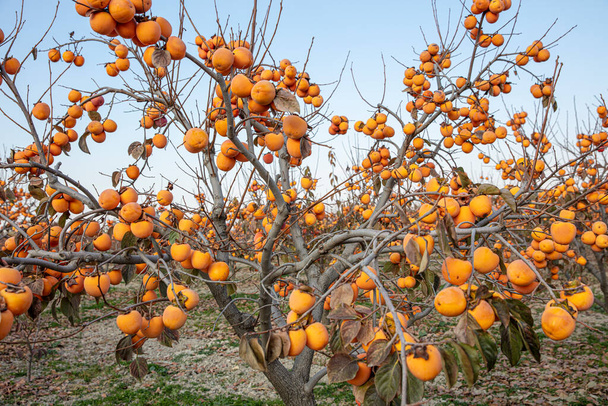 A keleti datolyaszilva (Diospyros kaki) termése késő ősszel. Diospyros kaki, a Persimon fajta, érett egy faágon egy ültetvény Denizli, Törökország.  - Fotó, kép