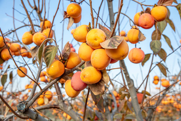 The Oriental persimmon (Diospyros kaki) fruits in late fall. Diospyros kaki, of the Persimon variety, ripe on a tree branch in a plantation in Denizli, Turkey.  - Photo, Image