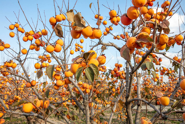 A keleti datolyaszilva (Diospyros kaki) termése késő ősszel. Diospyros kaki, a Persimon fajta, érett egy faágon egy ültetvény Denizli, Törökország.  - Fotó, kép