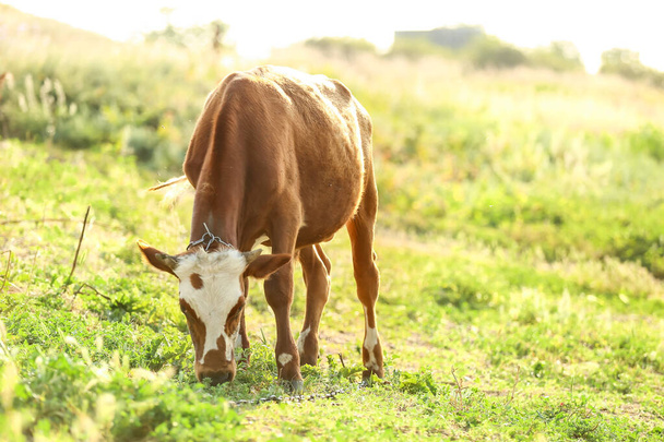 Grappige koe grazen op groene weide - Foto, afbeelding