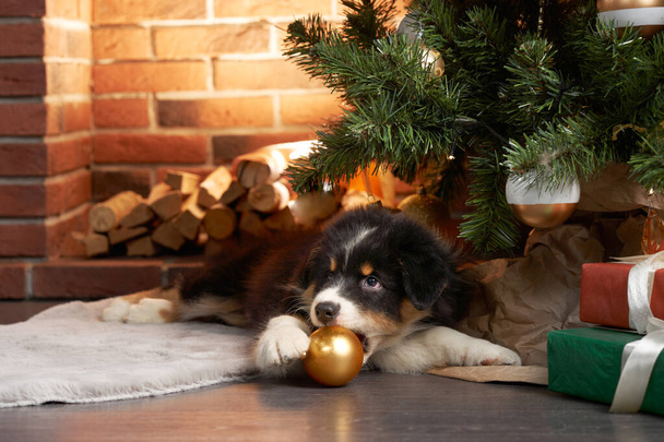 australian shepherd puppy by the christmas tree and fireplace. New Years dog. Party with a pet - Φωτογραφία, εικόνα