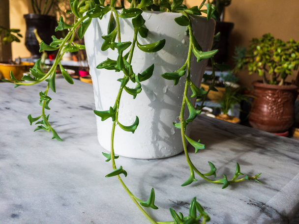 Senecio peregrinus succulents в белом горшке на красивом фоне - Фото, изображение
