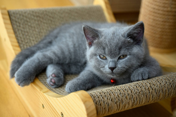 Kissanpentu lepää mukavasti naarmulla, sininen British Shorthair kissa on uninen ja silmät ovat lähes unessa, söpö pieni kissa punaisella kellolla, edessä näkymä koko kehoon - Valokuva, kuva
