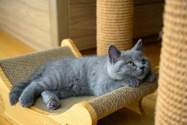 Die Katze ist abgelenkt, das Kätzchen ruht auf dem Kratzer, die blaue Britisch Kurzhaarkatze schläft und schaut zur Seite. - Foto, Bild