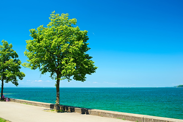 Trees by Lake Constance at Germany - Photo, Image