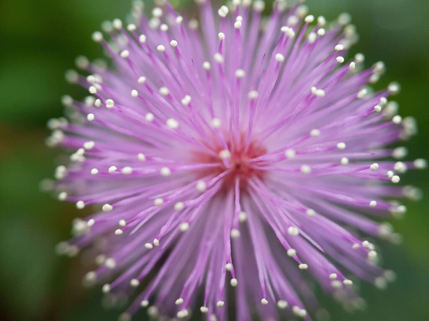 Mimosa pudica flower with blur background - Photo, Image