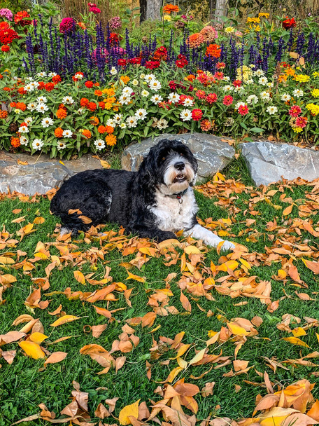 Portekiz Su Köpeği, Kanada, Britanya Kolumbiyası 'nda bir parkta sonbahar yaprakları arasında bir çiçek bahçesinin yanında yatıyor. - Fotoğraf, Görsel