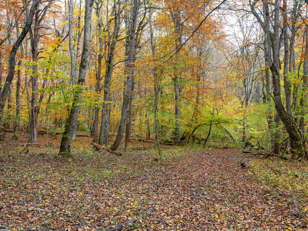 Autumn,natural mountain park, forest, road,walk , terrain ; scenic spots; cloudy day; - Foto, Imagem