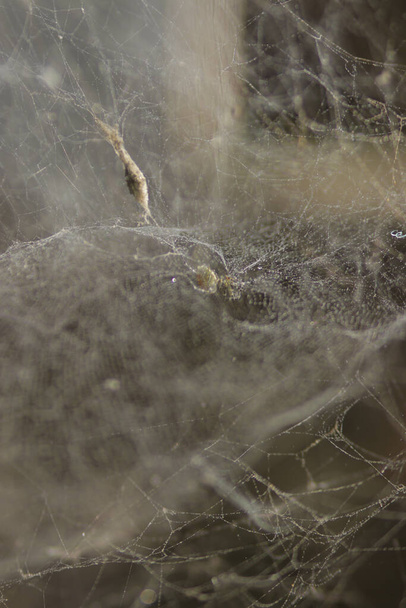 Keskittynyt abstrakti tausta sotkuinen hämähäkinverkko tai hämähäkinverkko puutarhassa. Karmiva ja pelottava Kauhu tausta Halloween - Valokuva, kuva