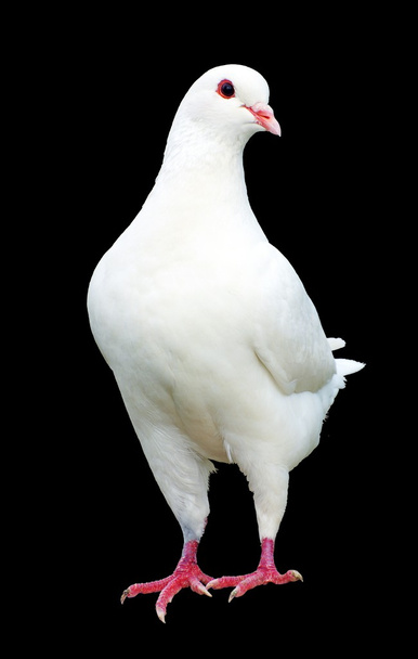 White pigeon isolated on black background - Photo, Image