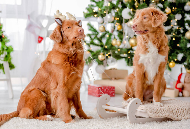 Toller retriever dogs in Christmas time - Fotoğraf, Görsel