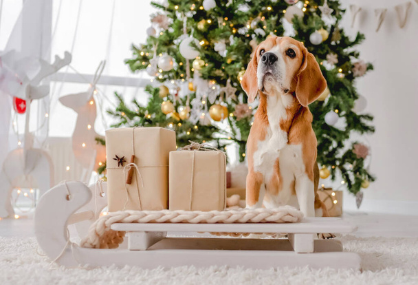 Beagle dog in Christmas time - Fotoğraf, Görsel