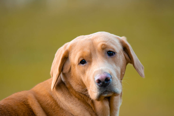 Adorável marrom ou gengibre labrador fêmea cão retratado ao ar livre. - Foto, Imagem