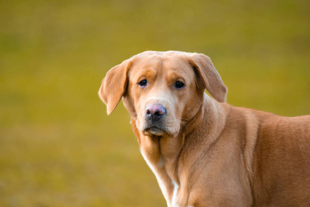 Precioso perro labrador marrón o jengibre hembra en la foto al aire libre. - Foto, imagen