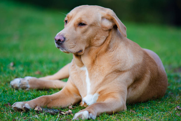 Szép barna vagy gyömbér labrador női kutya képezett szabadban. - Fotó, kép